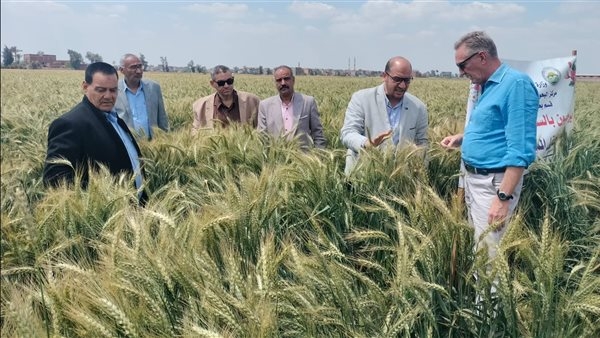 "البحوث الزراعية" ينفذ يوما حقليا موسعا للقمح بالشرقية ومشاهدة الصنف سدس 15