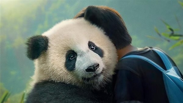 فيلم Moon the Panda في دور العرض المصرية