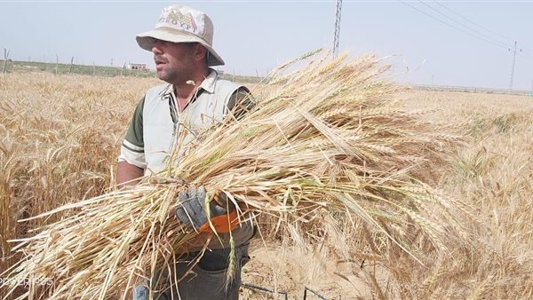 مع استمرار أعمال الحصاد والتوريد.. الانتهاء من حصاد 2.4 مليون فدان منزرعة بالقمح.. والمزارعون يوردون 2.5 مليون طن.. و"فاروق" يوجه مسئولي الوزارة بالمتابعة المستمرة ومواصلة دعم المزارعين