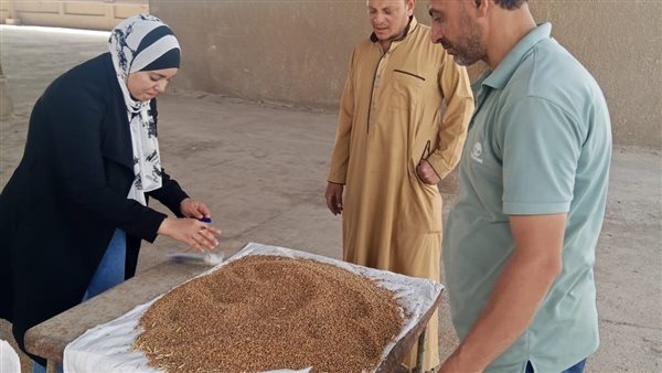 توريد 2000 طن من القمح في الأسبوع الأول من موسم التوريد بالجيزة