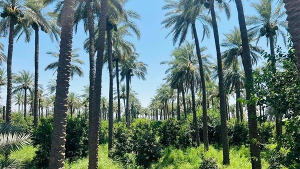 «ازرع نخلة وسقيا الماء».. حكاية سقوط عصابة النصب باسم الدين والضحايا بالملايين