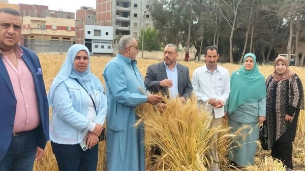 وسط زيادة الإنتاجية.. انطلاق حصاد القمح في دمياط