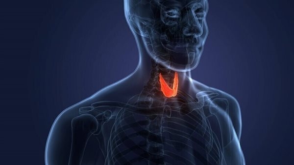 الأسماك الأكثر احتواء للمواد الداعمة.. كيف تحافظ على صحة الغدة الدرقية؟