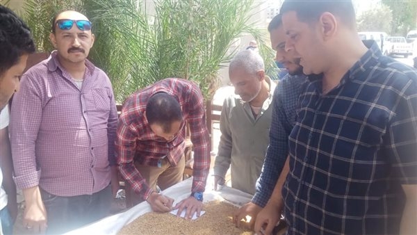 توريد 47 ألف طن قمح منذ بدء موسم 2025 ببني سويف