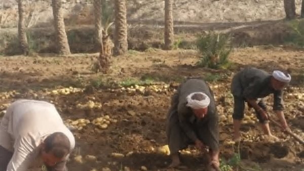 بدء موسم حصاد بطاطس الخير في قرى البدرشين بالجيزة