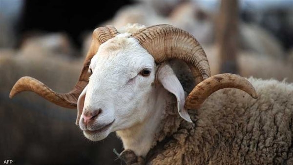 كل ما تريد معرفته عن سنن الأضحية وحكم حلق الشعر والأظافر للمضحي
