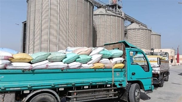 البحيرة: توريد أكثر من 150 ألف طن قمح للشون والصوامع حتى الآن