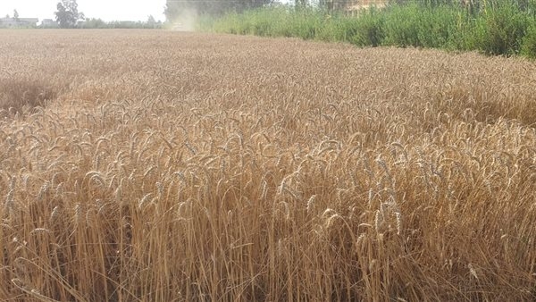 بدء موسم حصاد محصول القمح بمزارع جامعة دمنهور