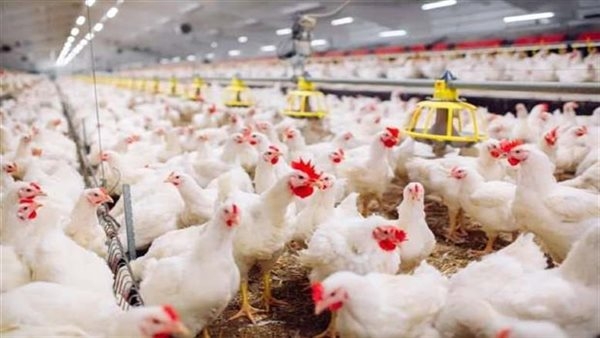أسعار الفراخ والبيض اليوم الاثنين 19 مايو 2025