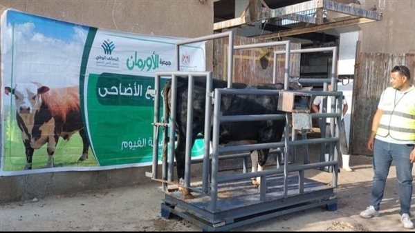 إطلاق خدمة التقسيط لصكوك الأضاحي بالفيوم
