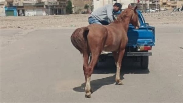 بالصور.. حملة لمصادرة الدواب الهائمة من شوارع بورسعيد