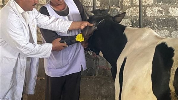 تحصين 683 ألف و 476 رأس ماشية ضد مرض الحمى القلاعية بالشرقية