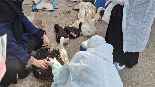 الزراعة تطلق حملات بيطرية وقائية لدعم المربين في 4 محافظات