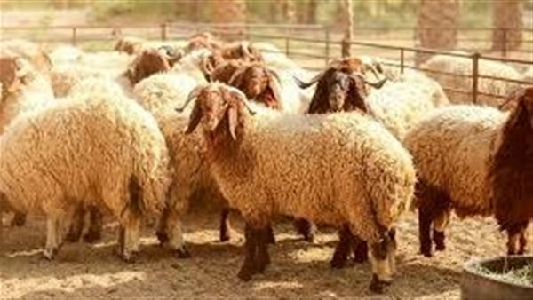 أسعار الأضاحي وطرق اختيار خروف العيد بشكل صحيح