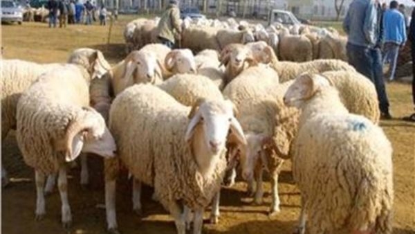 التموين: شوادر الأضاحي توفر اللحوم الحية بتخفيضات تصل إلى 20%