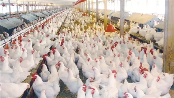 أسعار الفراخ اليوم الأحد 25 مايو 2025