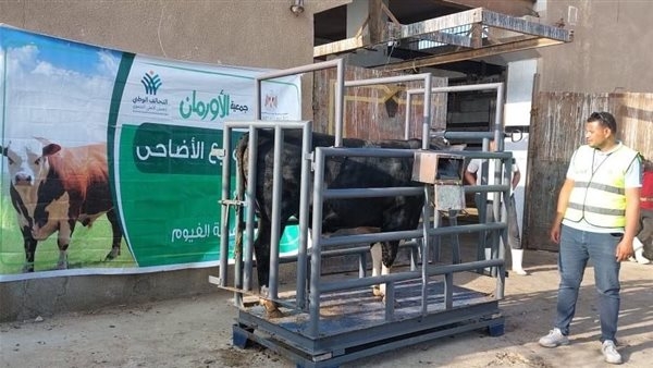 خلال عيد الأضحى.. ذبح 45 عجلًا بلديًا في الفيوم للأسر الفقيرة