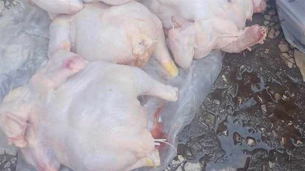 بالصور.. ضبط دواجن محقونة بالمياه ببورسعيد بهدف زيادة وزنها