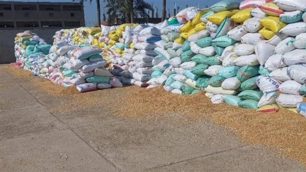 استمرار تدفق الأقماح المحلية لشون وصوامع الشرقية