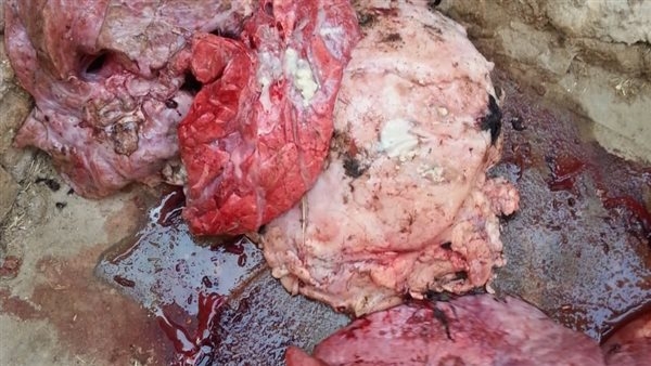 استعدادا لعيد الأضحى.. محافظ الفيوم يوجه بتكثيف الحملات الرقابية على المنافذ ومحال الجزارة