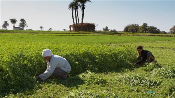 "غرينبيس الشرق الأوسط" توصي بتعزيز الاستثمارات الخضراء العادلة والشاملة في مصر