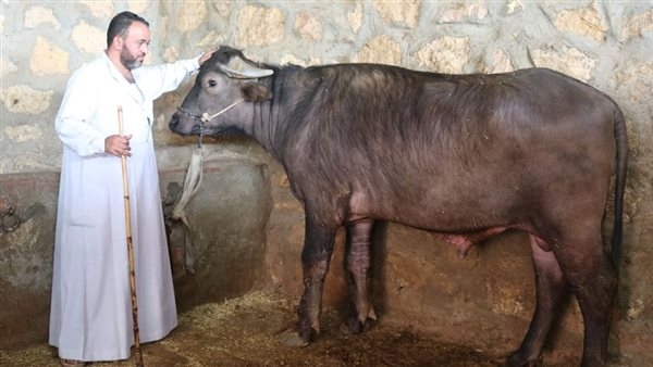 حين تصبح التجارة بابًا للبركة.. عجل "لأهل الله" في العيد الكبير