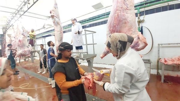 انتظام العمل داخل مجازر البحر الأحمر في أول أيام عيد الأضحى المبارك
