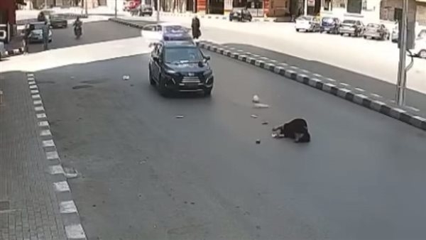 مصرع سيدة صدمتها سيارة ملاكي بطنطا.. صور