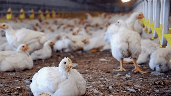 أسعار الفراخ البيضا مساء اليوم الثلاثاء بعد الارتفاع الجديد