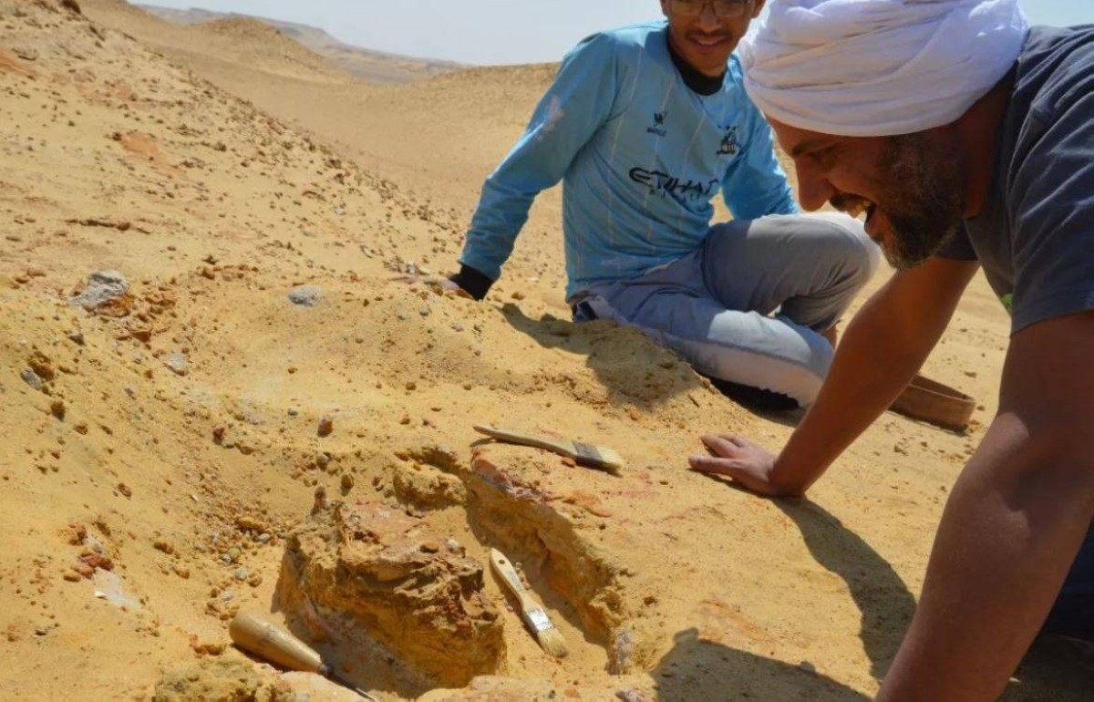 بحجم النمر وعاش في مصر قبل 30 مليون سنة.. اكتشاف حيوان مفترس "مخيف"
