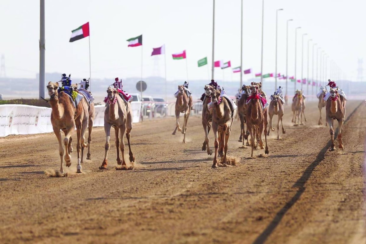 سلطان بن حمدان يشهد منافسات الحقايق في ختامي الوثبة للهجن