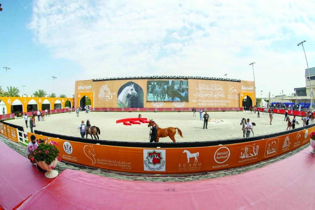 251 جواداً يشاركون في مهرجان الشارقة الدولي للجواد العربي