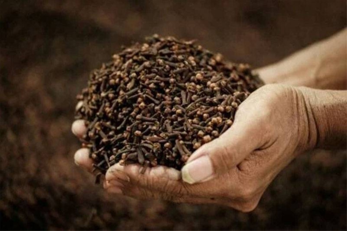 إندونيسيا.. القرنفل ثروة تأفل بسبب التغيّر المناخي