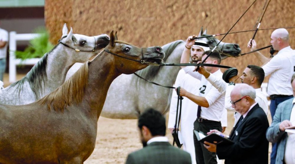 كأس الإمارات العالمي لجمال الخيل العربية بالمغرب غداً
