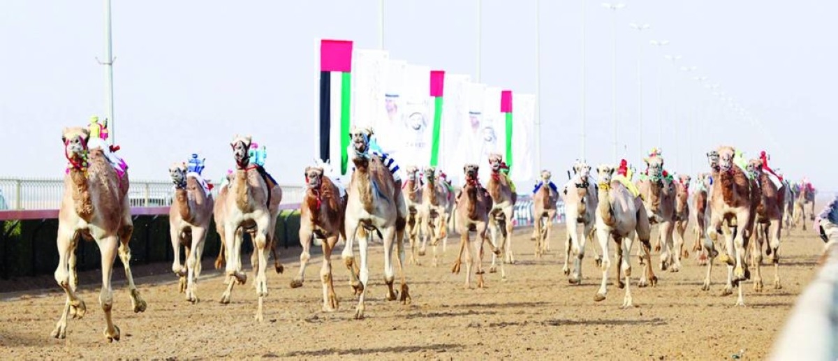 مهرجان المرموم.. ملحمة سنوية تجسد الأصالة الإماراتية