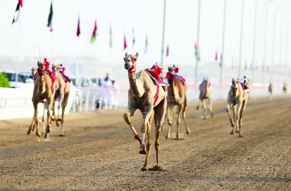 هجن الرئاسة تتوج بكأس اليذاع في «ختامي الوثبة»