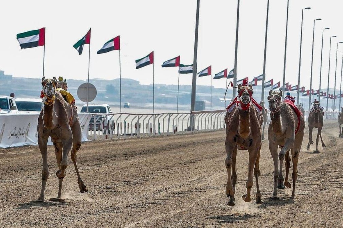 اتحاد سباقات الهجن.. تاريخ من الإنجازات والمبادرات في خدمة التراث