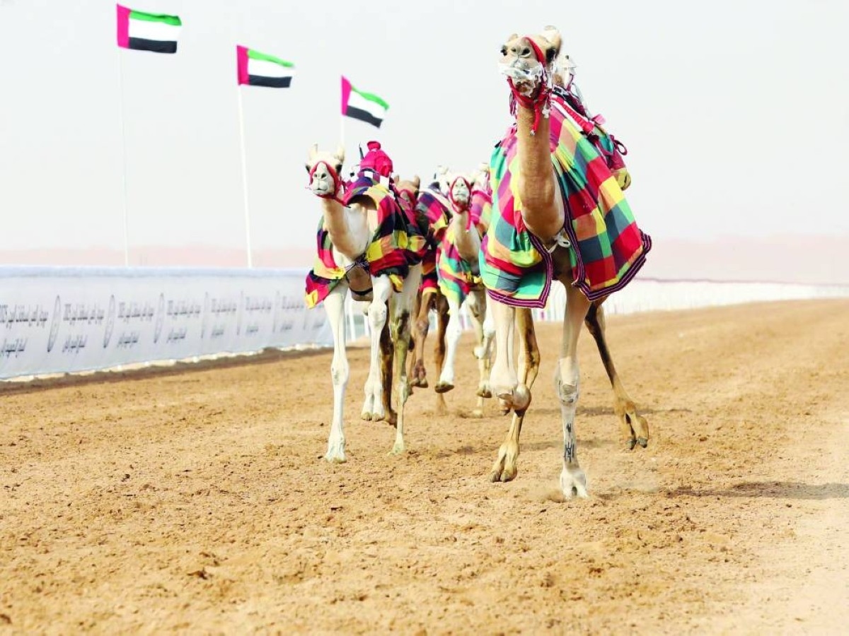 «الذيبة» و«الشارد» يتألقان في مهرجان العين للهجن
