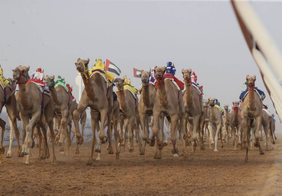 «هملولة» تتألق في مهرجان العين