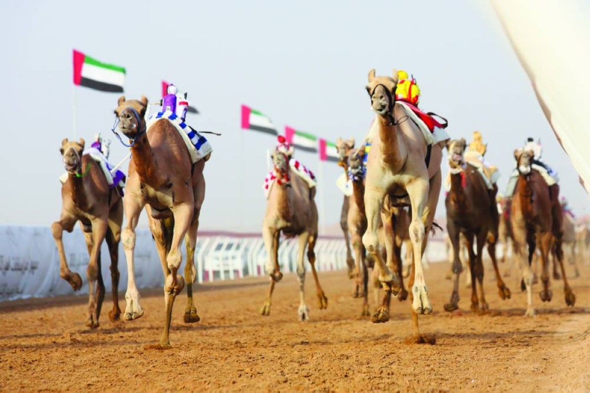 انطلاق منافسات الحقايق بمهرجان العين لسباقات الهجن