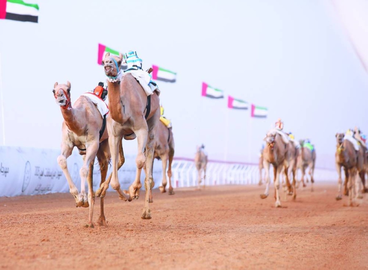 «مغادر» نجم اللقايا في مهرجان العين للهجن