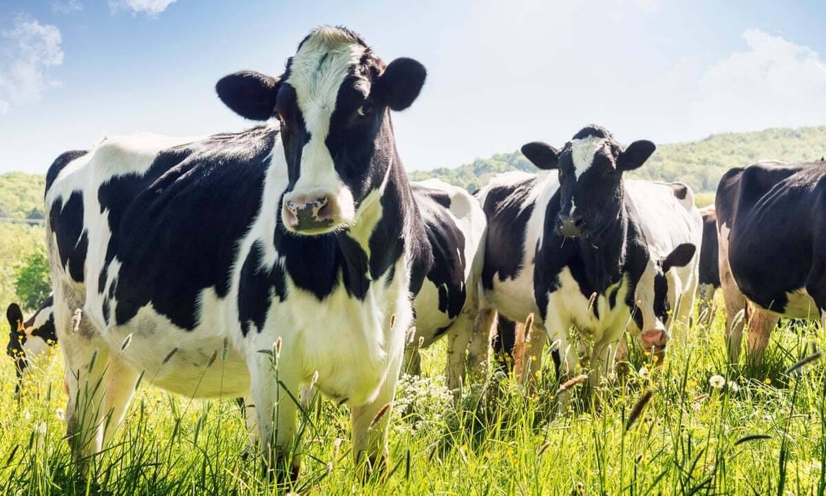 ذكاء اصطناعي يراقب الأبقار.. تقنية مبتكرة تقلل خسائر المزارع والعوائد 10 أضعاف