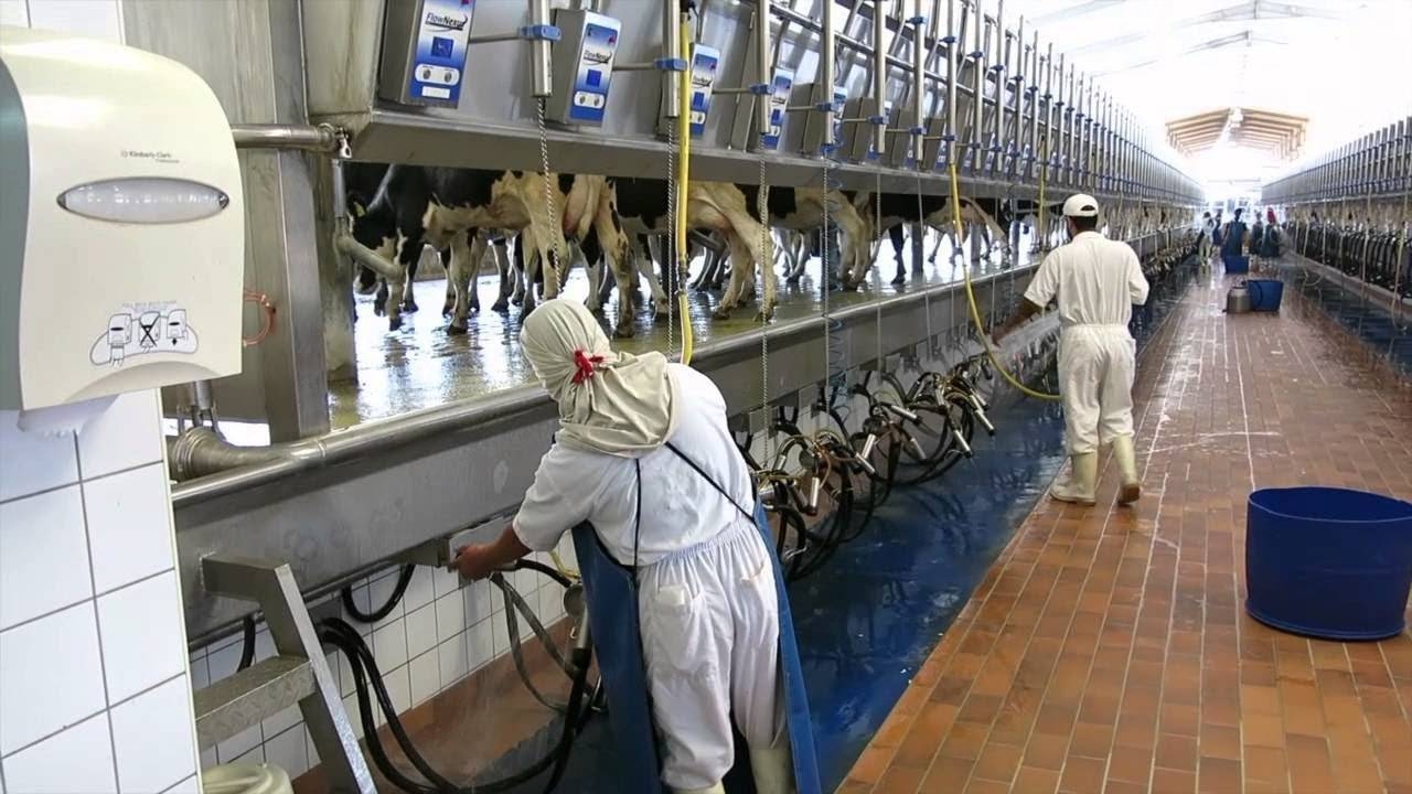 السعودية تتجه لفتح أسواق عالمية جديدة لتصدير منتجات الألبان بعد "اتفاقية الصين"