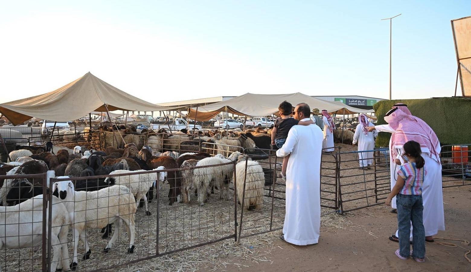 أسواق المواشي في السعودية .. كيف تتحول من البيع الفردي إلى كيانات مؤسساتية؟