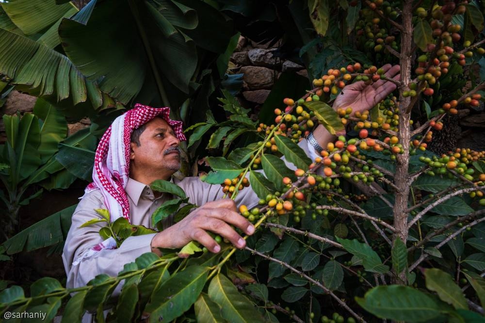 مشروع سعودي لرفع كفاءة إنتاج البن 30% باستخدام تقنية زراعة الأنسجة