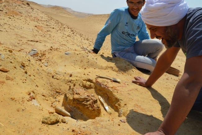 اكتشاف ثدييات مفترسة عاشت في مصر قبل 30 مليون عام