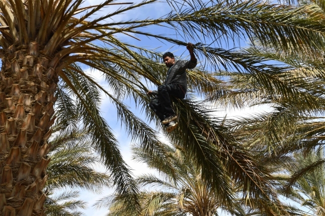 «دقلة النور»... تنفع الحي والميت