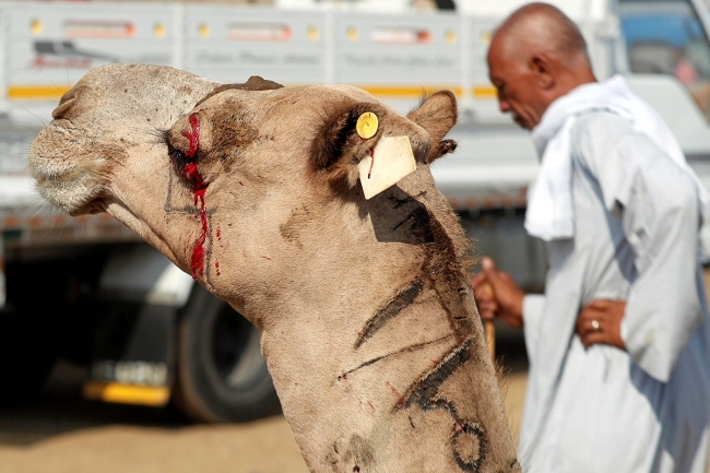 الإبل.. خيار موفر في عيد الأضحى بمصر