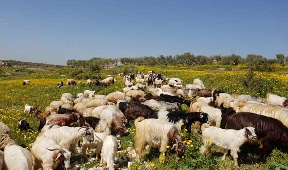 رئيس الكونفدرالية المغربية للفلاحة يؤكد بطلان رقم "13 مليار درهم" المروج حول دعم استيراد الأضاحي