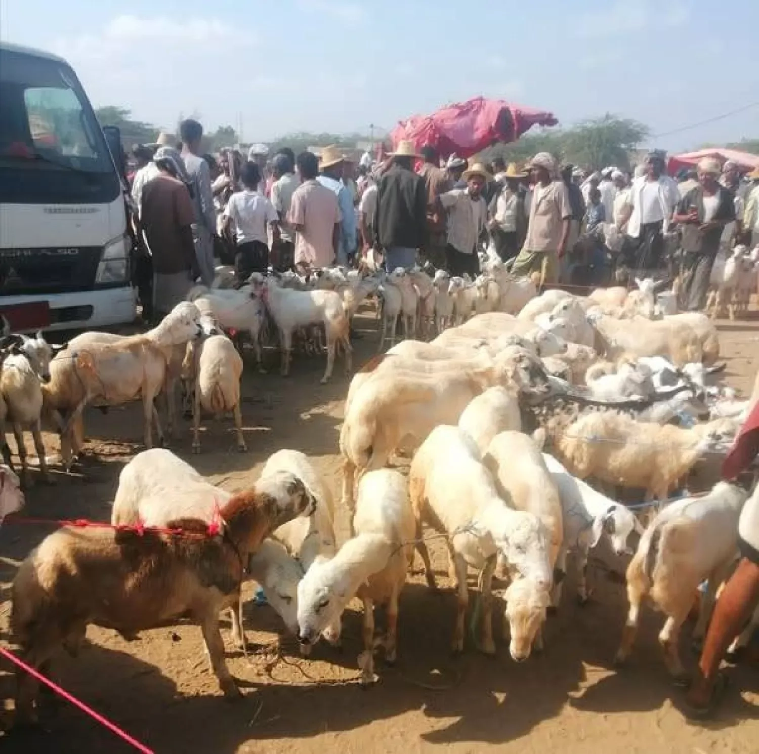 جبايات حوثية تشعل أسعار الأضاحي وتحرم آلاف اليمنيين من فرحة العيد (تفاصيل)